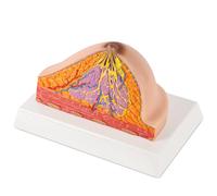 Ultrassist Modèle de coupe transversale en silicone, modèle d'anatomie de la moitié du sein féminin pour l'entraînement médical, l'éducation des patients et la pratique de l'auto-examen, toucher