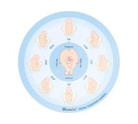 Ultrassist Outil de position fœtale pour sage-femme - Petite taille 13 cm, roue de position fœtale pour sages-femmes, doula et obstétriciens, outil éducatif pour les étudiants en médecine et en soins