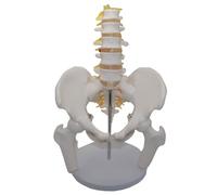 Umbar Vertebrae with Pelvic and Fractured Leg Bone Nerves Plastic Bone Model of Human Body Teaching Equipment