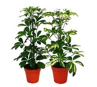 Umbrella Tree - Duo - Schefflera - White-Green-leaved - 12cm Pot - 2 Plants
