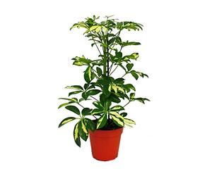 Umbrella Tree - Schefflera - White-Green-leaved - 12cm Pot - houseplant - About 40-45cm high