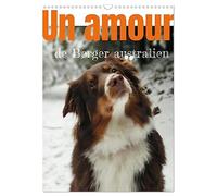Un amour de berger australien (Calendrier mural 2026 DIN A3 horizontal), CALVENDO calendrier mensuel: Les bergers autraliens tricolores