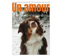 Un amour de berger australien (Calendrier mural 2026 DIN A4 vertical), CALVENDO calendrier mensuel