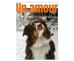 Un amour de berger australien (Calendrier mural 2027 DIN A3 horizontal), CALVENDO calendrier mensuel: Les bergers autraliens tricolores