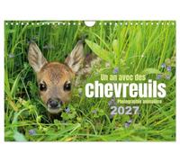 Un an avec des chevreuils (Calendrier mural 2027 DIN A4 vertical), CALVENDO calendrier mensuel: 13 photos remarquables et magnifiques de chevreuils au fil des saisons