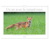 Un an avec le renard roux (Calendrier mural 2026 DIN A4 horizontal), CALVENDO calendrier mensuel