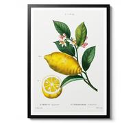 Un citron agrandi de Pierre-Joseph Redouté, illustration botanique vintage, art mural d'agrumes, décoration d'intérieur, affiche d'archivage mate, A2 (impression uniquement) - 59,4 x 42 cm