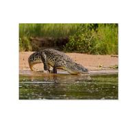 Un Crocodile du Nil, Le Plus Grand prédateur du Nil，Puzzle Jouets 1000 Pièces Puzzles Puzzle Créatif Jouets Éducatifs Adultes pour Enfants Jeu De Puzzle Adulto（38x26cm）-P10