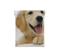Un Golden Retriever, Sac de Rangement pour Femmes, Portefeuille supérieur à Presser, Petit Porte-Monnaie, Pochette de Changement