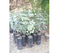 Un jeune caroube (Ceratonia siliqua) env. 100 cm avec pot/sac