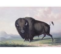 Un taureau de buffle pâturant. Bison d'Amérique (B. bison). De Catlin's North American Indian Portfolio publié à Londres 1844 par l'artiste aventurier américain George Catlin 1796-1872. Lors de