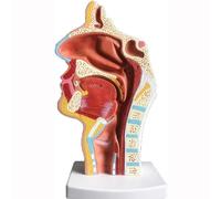 UNbit Modèle éducatif Cavité nasale Anatomique Humaine Gorge Anatomie ORL Enseignement Équipement éducatif pour la médecine École Clinique Biologie Étude