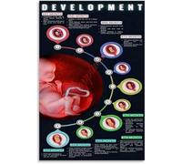 Unborn Baby Poster Fetal Development Stages Pregnancy Chart