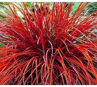 Uncinia rubra 15 Graines - Herbe de feu - gazon décoratif