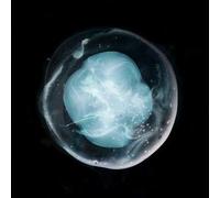 Undivided Five CD