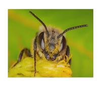 Une Abeille Sauvage Collecte du Pollen, Québec, Canada，Adultes Puzzle Impossible De 1000 Pièces Décompression Jeu De Cadeaux Éducatifs pour Adultes（75x50cm）-X41