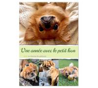 Une année avec le petit lion - Le charme du pékinois (Calendrier mural 2026 DIN A2 horizontal), CALVENDO calendrier mensuel: Charmant calendrier ... au coeur. Un must pour les fans de chiens