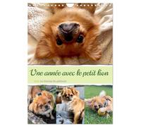 Une année avec le petit lion - Le charme du pékinois (Calendrier mural 2026 DIN A4 horizontal), CALVENDO calendrier mensuel: Charmant calendrier ... au coeur. Un must pour les fans de chiens