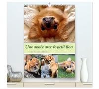 Une année avec le petit lion - Le charme du pékinois (Calendrier mural haut de gamme 2027 DIN A2 horizontal), CALVENDO calendrier mensuel: Charmant ... au coeur. Un must pour les fans de chiens