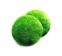 Une boule de mousse Aegagropila linnaei géante (3,8 cm à 5,1 cm) + une petite Aegagropila linnaei gratuite.Plante aquatique vivante pour aquarium pour poissons/crevettes, pour décoration de disque de combattant, ornement cristaux, diffuseur le moins cher CO2 fougère Java Anubias où acheter comment faire pousser des algues japonaises, Aegagropila Terrarium bonsaï animaux easy home Anubias Air Rare Ada Récif de corail eau de mer eau saumâtre EcoSphere.