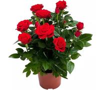 Une centaine de roses aux pétales densément stratifiés et veloutés, robustes et résistants avec une croissance constante.