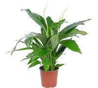Une feuille avec 4-8 fleurs/bourgeons - véritable plante d’intérieur, spathiphyllum - hauteur env. 70 cm, diamètre du pot 17 cm