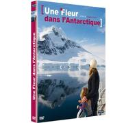 Une fleur dans l'Antartique