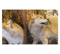 Une histoire de loups - Collectif - Silvana Editoriale - broché - Catalogue d'exposition