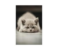 Une Petite Chatte，Puzzle en Papier 1000 pièces - Puzzles pour Adultes, Adolescents et Famille（38x26cm）-AS4