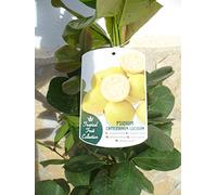 Une plante, goyave citronnée - Psidium Lucidum - Fruit de santé - 110-125 cm