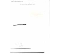 Une Traduction D'une Langue En Une Autre