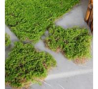 Une verdure vivante simplifiée - Notre gazon artificiel réaliste est parfaitement conçu pour n'importe quel environnement (vert pâle, 5 pièces)
