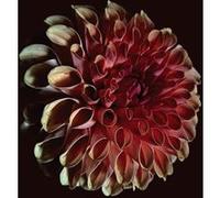 Jessica Moss – Unfolding – CD