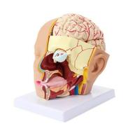 UnifearPro Modèle Cerveau Humain Didactique | PVC, Modèle du Cerveau Socle, pr Laboratoire Scolaire, Enseignants
