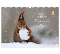 Unsere Eichhörnchen in Bayern (Wandkalender 2026 DIN A3 quer), CALVENDO Monatskalender: Süße Bilder unserer Eichhörnchen im Regensburger Herzogspark.