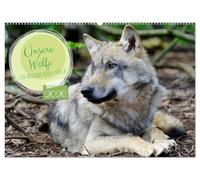 Unsere Wölfe - Ein Wildtier kehrt zurück (Wandkalender 2026 DIN A2 quer), CALVENDO Monatskalender: Der Wolf ist zurück in den heimischen Wäldern und begleitet Sie Monat für Monat durch das Jahr.