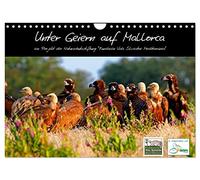 Unter Geiern auf Mallorca: Ein Projekt der Naturschutzstiftung Vida Silvestre Mediterránea (Wandkalender 2026 DIN A4 quer), CALVENDO Monatskalender: ... Schmutzgeier in der rauen Wildnis Mallorcas.