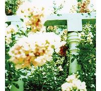 Unwed Sailor - Little Wars [Import]