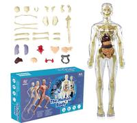 UOCAI Modèle de torse humain 3D pour enfant, modèle anatomique, modèle anatomique du corps humain, modèle anatomique de squelette, modèle d'enseignement, modèle humain, modèle de torse humain