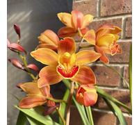 (UOLKEZFM) Cymbidium rustique - résistance fiable au gel, avec racine de cymbidium pour une croissance optimale-8 Cymbidium knolle-X