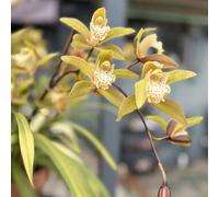 (UOLKEZFM) Cymbidium rustique - résistance fiable au gel, avec racine de cymbidium pour une croissance optimale-10 Cymbidium knolle-F