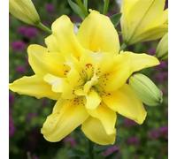 (UOLKEZFM) Lys bicolores résistants à l'hiver - Lys hybrides parfumés avec rhizome de lys, idéal pour le jardin et la terrasse - 8Rhizome-B