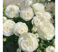 UOLKEZFM] Mélange de racines de renoncules - Résistant à l'hiver et vivace, idéal pour le jardin - 15 pièces-E