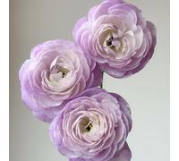 UOLKEZFM Mélange de racines de renoncules - Résistant à l'hiver et vivace, idéal pour le jardin - 15 pièces-B