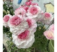 [UOLKEZFM] Mélange de racines de renoncules - Résistant à l'hiver et vivace, idéal pour le jardin - 5 pièces D