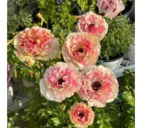 UOLKEZFM Mélange de racines de renoncules - Résistant à l'hiver et vivace, idéal pour le jardin - 5 pièces - C