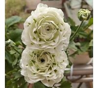 UOLKEZFM Mélange de renoncules - Renoncules résistantes à l'hiver et vivaces, pratiques pour les pots de jardin - Idéal pour les espaces de plantation - 10 pièces-A