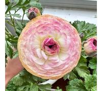 UOLKEZFM Mélange de renoncules - Renoncules résistantes à l'hiver et vivaces, pratiques pour les pots de jardin - Idéal pour les espaces de plantation - 10 pièces-B