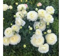 UOLKEZFM Mélange de renoncules - Renoncules résistantes à l'hiver et vivaces, pratiques pour les pots de jardin - Idéal pour les espaces de plantation - 20 pièces-E