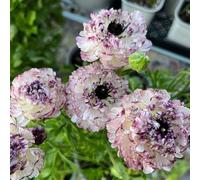 UOLKEZFM Mélange de renoncules - Renoncules résistantes à l'hiver et vivaces, pratiques pour les pots de jardin Idéal pour les espaces de plantation - 15 pièces - D